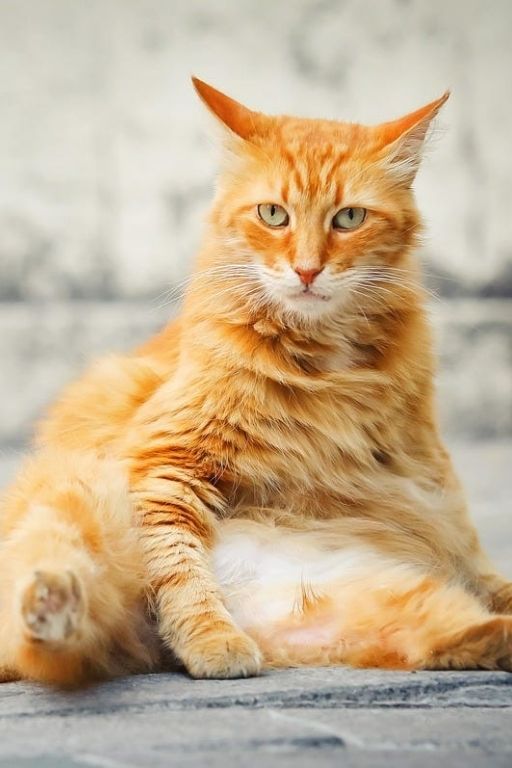 Orange Cat